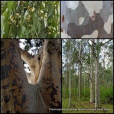 Corymbia maculata x 1 Spotted Gum Tree Eucalyptus Australian Native Trees Plants Flowering Bird Attracting Bees Apiculture Firewood Timber Hardy Drought Tough