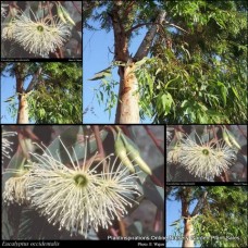 Flat Topped Yate 1 Plants Gum Trees Native Eucalyptus occidentalis