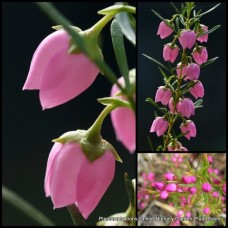 Boronia Pink Pixie 1 Plants Native Scented Flowers Shrubs heterophylla