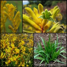 Kangaroo Paws Yellow Gem 1 Plants Hardy Native Grasses Flowers