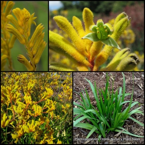 Kangaroo Paw Yellow Gem 1 Plants Hardy Native Grasses Flowers