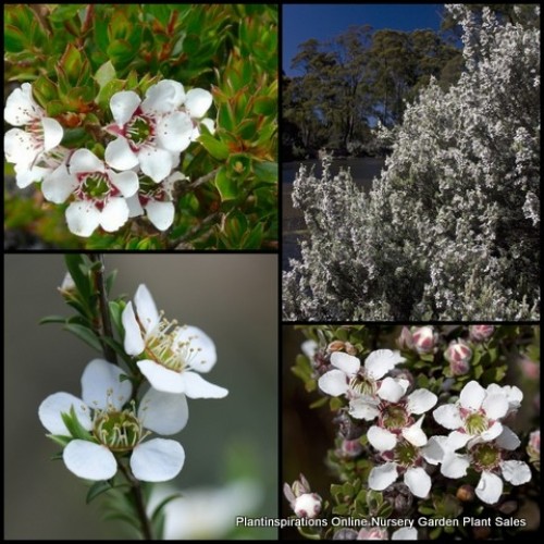 Download Leptospermum Woolly Silky Tea Tree x 5 Native Shrubs ...