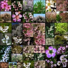 Leptospermum Mixed x 8 Tea Tree Random Pack 3 Types Flowering Native Plants Shrubs Hedge Screening Flowering Hardy Drought Frost Tough