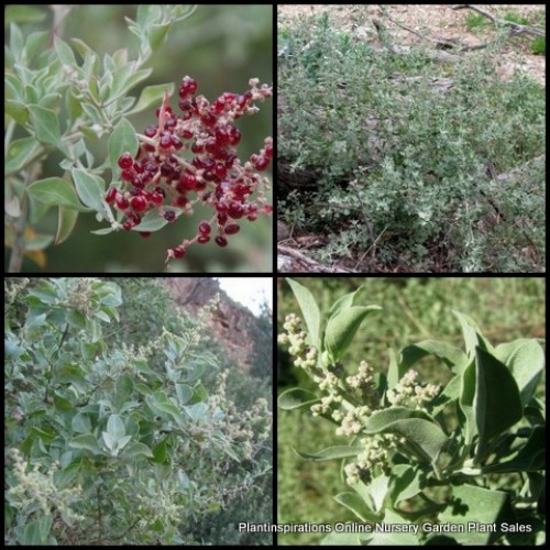Saltbush Fragrant 1 Plants Native Grey Foliage Chenopodium Rhagodia parabolica Saltbush Fragrant 1 Plants Native Grey Foliage Chenopodium Rhagodia parabolica