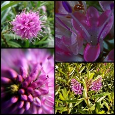 Hebe Wiri Joy x 1 Plant Veronica Evergreen Shrubs Plants Pink Mauve Flowering Hedge Rockery Pots Topiary Bonsai Hardy Frost Hedging