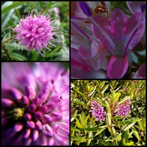 Hebe Wiri Joy x 1 Plant Veronica Evergreen Shrubs Plants Pink Mauve Flowering Hedge Rockery Pots Topiary Bonsai Hardy Frost Hedging