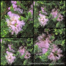 Violet Honey Myrtle 1 Plants Melaleuca thymifolia Native Shrubs