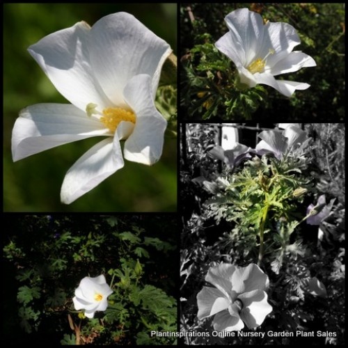 Hibiscus Native White 1 Flowering Alyogyne huegelii alba