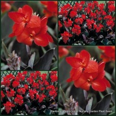 Canna Lily x 1 Dwarf Bronze Scarlet Lilies Wet Water Garden Pond Bog Swamp Red Flowering Plants generalis hybridus Cottage Foliage