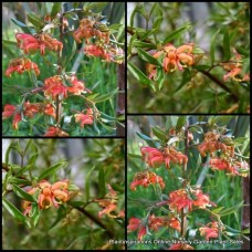 Grevillea Poorinda Elegance x 1 Australian Native Garden Plants Shrubs Bush Hedge Pink Orange Red Flowering Hardy Drought Frost Tough Bird Attracting Evergreen hybrid obtusifolia alpina