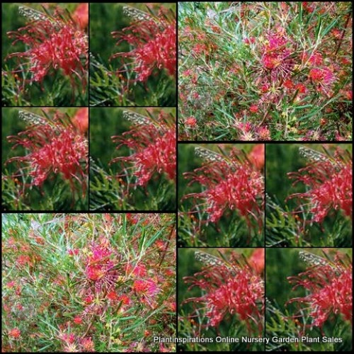Grevillea Red Sunset x 1 Plant Native Plants Shrubs Hedging Flowering Hardy Drought Frost Bird Attracting Scarlet Gold Yellow olivacea preissii thelemanniana