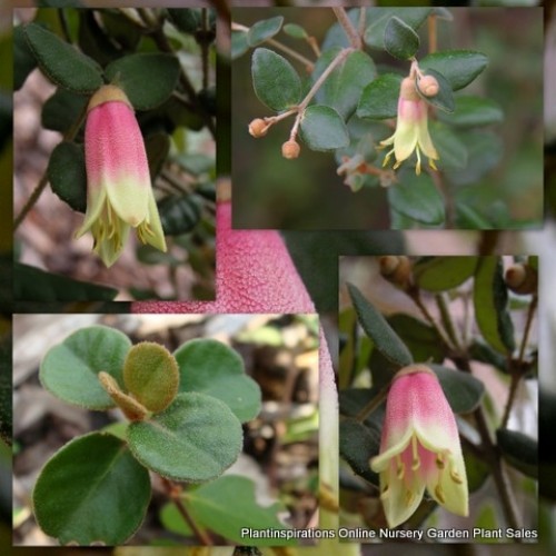 Correa Marian's Marvel x 1 Plant Australian Native Fuchsia Cream Pink Hardy Flowering Groundcover Plants Border Rockery Marion's Garden backhousiana x reflexa