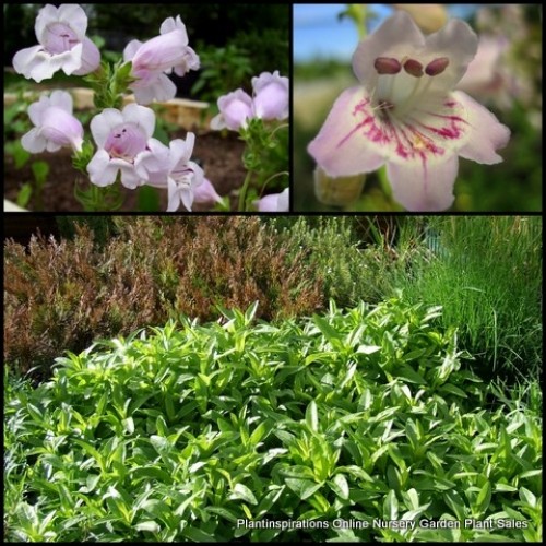 Penstemon Mother of Pearl 1 Plants Beard Tongue Shrubs