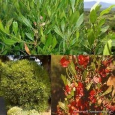 Sticky Hopbush x 1 Plant Red Flowering Hardy Native Shrubs Hedging Hedge Garden Drought Hop Bush Dodonaea viscosa