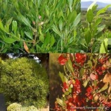 Hopbush Sticky 1 Plants Native Hedge Shrubs Dodonaea viscosa 