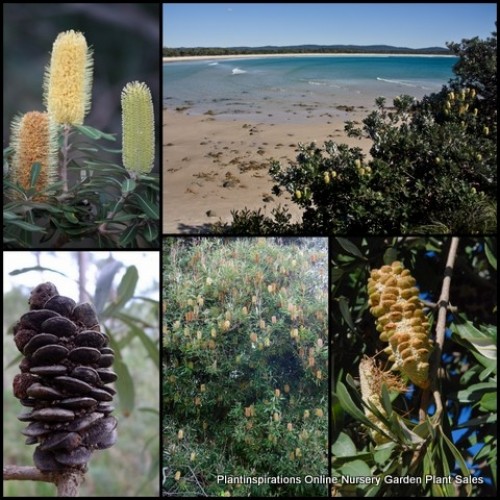 Banksia Coastal x 1 Native Trees Plants Shrubs Yellow Flowering Cones Hardy integrifolia Bird Attracting Salt Tolerant resistant