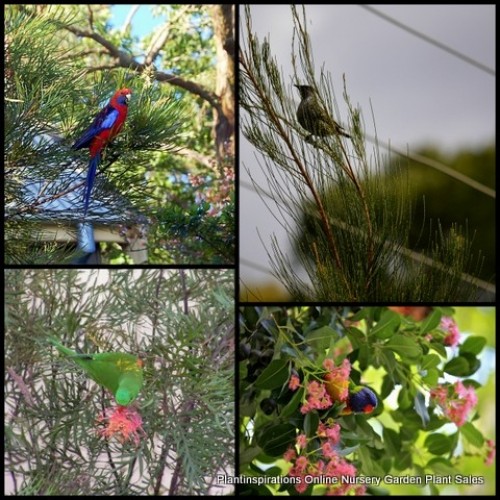 10 x Bird Attracting Native Plants 4 Types Random Mixed Pack Australian Trees Shrubs Flowering Garden Hardy Drought Tough