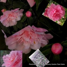 Camellia Jennifer Susan x 1 Sun Tolerant sasanqua Pink Double Flowering Garden Plants Shrubs/Small trees Also Shade Screen Border Courtyard Balcony
