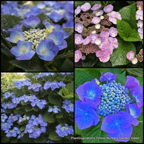 Hydrangea Blaumeise Teller Blue 1 Plants Lacecap Shade Shrubs