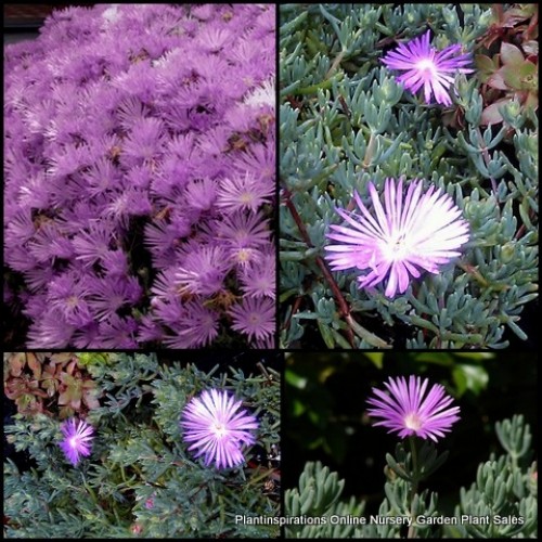 Pigface Mauve/Pink x 1 Succulents Groundcover Plants Flowering Hanging Baskets Rockery Pots Hardy Drought Frost Tough Evergreen Mesembryanthemum crystallinum