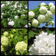 Viburnum opulus roseum x 1 Plants Snowball Tree Sterile White Flowering European Cottage Garden Shrubs Hedge Border Ornamental Flowers