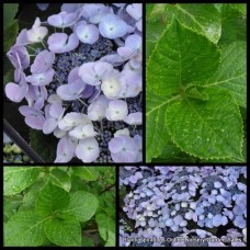 Hydrangea Blauling x 1 Plant Shade Blue Flowering Lacecap Cottage Garden Shrubs Plants Hortensia macrophylla