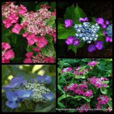 Hydrangea Geoffrey Chadbund 1 Plants Lacecap Shrubs macrophylla