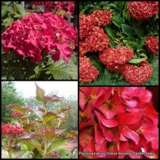 Hydrangea Kirsten x 1 Plants Mophead Cottage Garden Shrubs Pink to Red Flowers Flowering Border Patio Balcony macrophylla