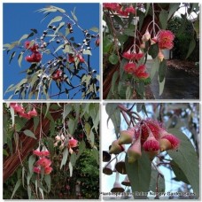 Eucalyptus Silver Princess x 1 Gum Trees Red Flowering Dwarf Weeping caesia manga Evergreen Cascading leaves/foliage Frost Hardy Drought