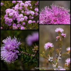 Melaleuca Swamp Honey Myrtle 1 Plants Native Shrubs squamea
