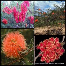 Melaleuca Fulgens Red Scarlet Honey Myrtle x 1 Plants Red Orange Flowers Native Plants Shrubs