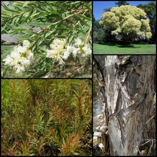 Melaleuca Snow In Summer x 1 Plants White Flowering Narrow leaved paperbark Native Trees Hedge linariifolia  Hardy Drought Screening