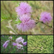 Melaleuca Cross Leaf Honey Myrtle 1 Plants Native Shrubs decussata