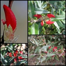 Swan River Pea Red x 1 Plant Australian Native Plants Shrubs Bush Flowering Groundcover Hedge Rockery Hardy Frost Gastrolobium celsianum Brachysema lanceolatum