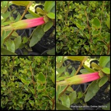 Correa Mt Lofty x 1 Plants Australian Native Fuchsia Shrubs Groundcover Pink Red Yellow Flowering Bird Attracting Rockery Hardy decumbens