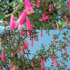 Coffin Bay Correa pulchella1 Native Fuchsia Plants Shrubs Pink Flowers