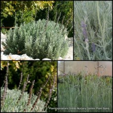French Lavender 1 Plants Herb Flowers Hedging Lavandula dentata