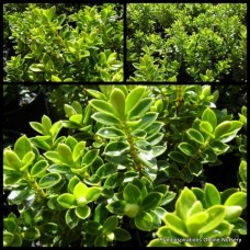 Hebe Lemon and Lime x 1 Bush Border Hedge Plants Veronica Hedging Small leaf Box Buxus like Shrubs Cottage Garden Topiary Bonsai