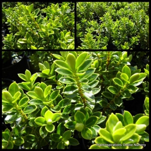 Hebe Lemon and Lime x 1 Bush Border Hedge Plants Veronica Hedging Small leaf Box Buxus like Shrubs Cottage Garden Topiary Bonsai
