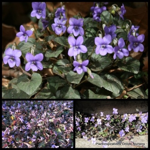 Viola labradorica Purple 1 Violet Plants Shade Groundcover Scented Flower Pot