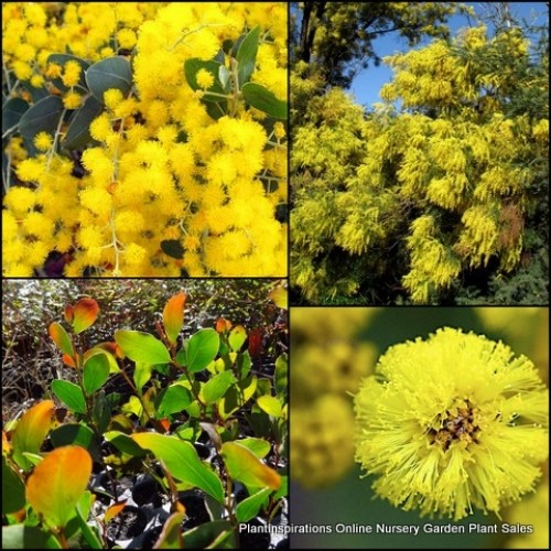 Acacia x 8 Random Mixed Pack 4 Types Wattle Australian Native Flowering Trees Shrubs Fast Growing