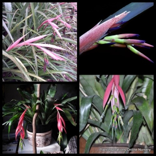 Bromeliad Queens Tears x 1 Plants Friendship Hardy Indoor Outdoor Flowering Garden Patio Hanging Basket Fernery Billbergia nutans