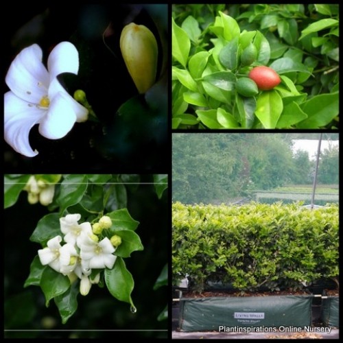 Orange Jessamine 1 Plants Hedge White Flowers Murraya paniculata Orange Jessamine 1 Plants Hedge White Flowers Murraya paniculata