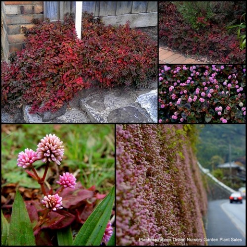 Pink Bubbles x 1 Plants Pinkhead Pink Clover Japanese Knotweed Red Purple Green Foliage Groundcover Persicaria capitata