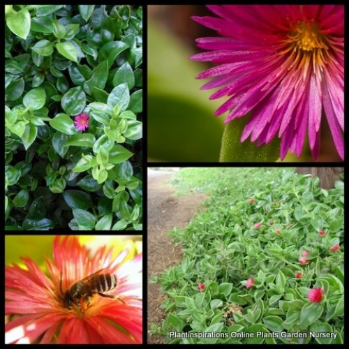 Aptenia Red Baby Sun Rose x 1 Heartleaf Iceplant Groundcover Succulents Sunrose desert Garden Border Rockery Pots Hanging Baskets Flowering Aizoaceae