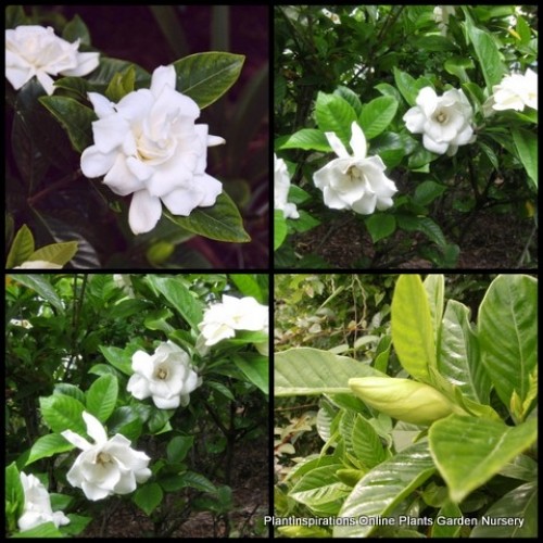 Gardenia Magnifica x 1 Plant Fragrant Scented White Double Flowering Cottage Garden Plants Shade Shrubs Hedge Patio Balcony Pot augusta