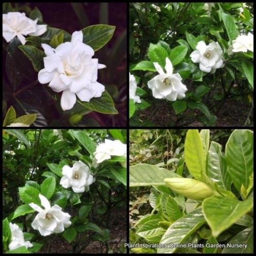 Gardenia Magnifica x 1 Plants Fragrant Scented White Double Flowering Cottage Garden Plants Shade Shrubs Hedge Patio Balcony Pot augusta