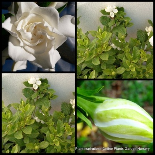 Gardenia Aimee Yoshiba x 1 Plant Fragrant White Double Flowering Shade Shrubs Cottage Garden Hedge Pots Patio Courtyard Balcony augusta