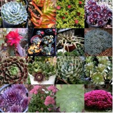 Succulent Cuttings Mixed x 110 No Pots 30 Types Pack Hardy Garden Flowering Groundcover Hanging Basket Plants Shrubs