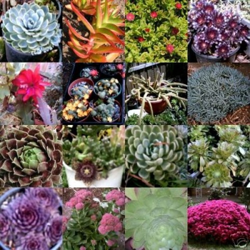 Succulent Cuttings Mixed x 110 No Pots 30 Types Pack Hardy Garden Flowering Groundcover Hanging Basket Plants Shrubs